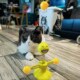 猫咪玩具羽毛逗猫棒吸盘弹簧人宠物小猫自嗨解闷猫转盘球旋转风车