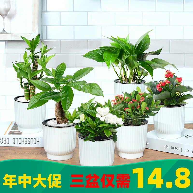 富贵竹盆栽室内水培文竹虎皮兰盆景除甲醛植物发财树绿萝花卉绿植