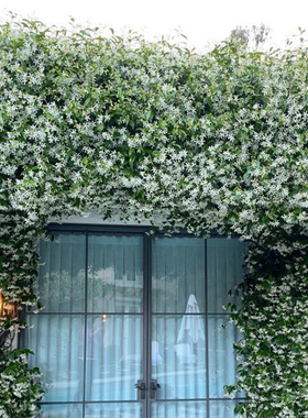 伟伟园艺 新品花叶风车茉莉 耐热耐晒 单颗包邮 顶楼阳台花园