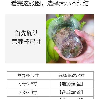 蝴蝶兰花盆蝴蝶兰专用花盆透气套盆控根盆营养钵育苗杯养兰花花盆