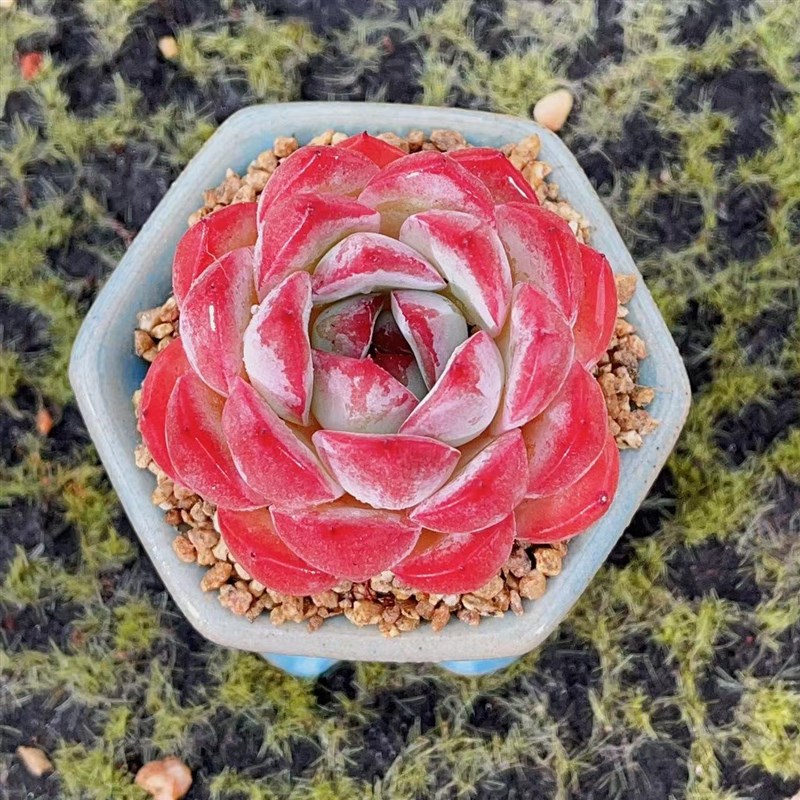 慢悠花房红尘精品多肉办公室阳台绿植园艺盆栽花卉庭院多肉植物