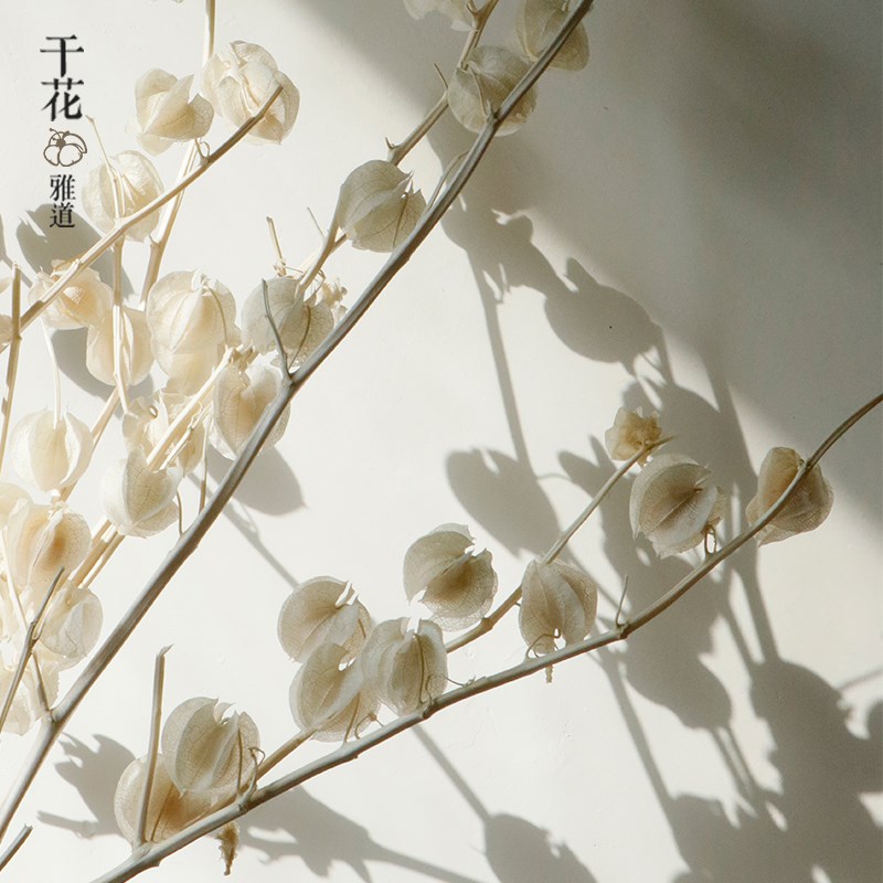 风铃果干花真花灯笼果家居软装插花婚庆花材北欧高级白色奶油风图片