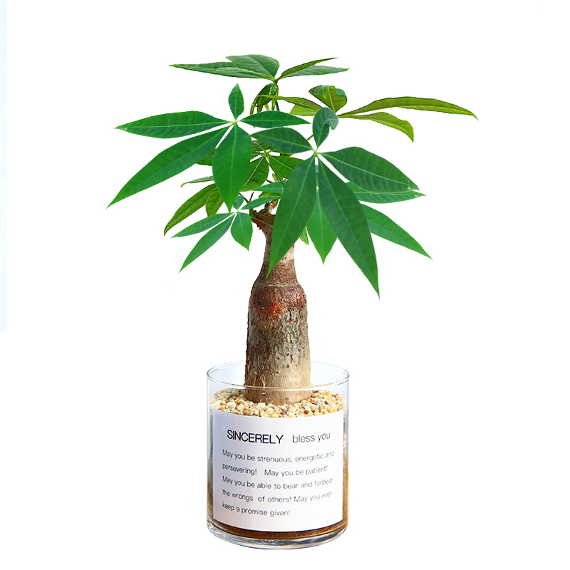 发财树长寿栀子花桌面绿植小花卉盆栽植物室内易活好养多肉含羞草