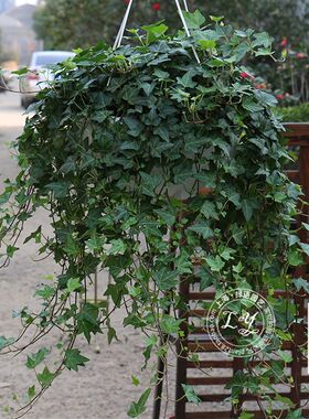 常春藤盆栽室内花卉垂吊植物吸甲醛除苯净化空气四季常青藤蔓绿植