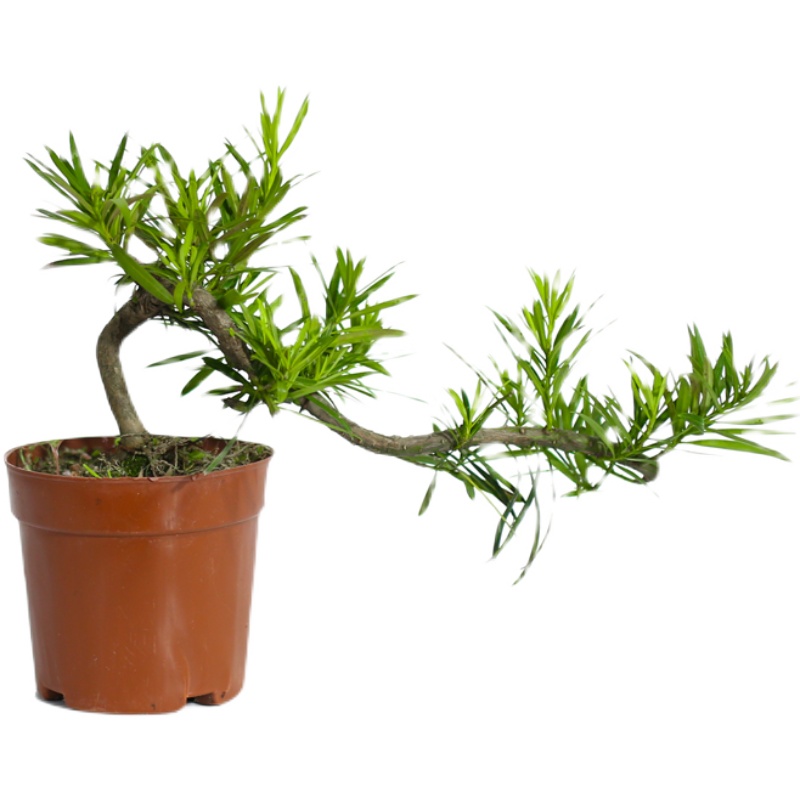 罗汉松雀舌老桩树苗悬崖临水造型庭院盆栽绿植四季常青好养办公室