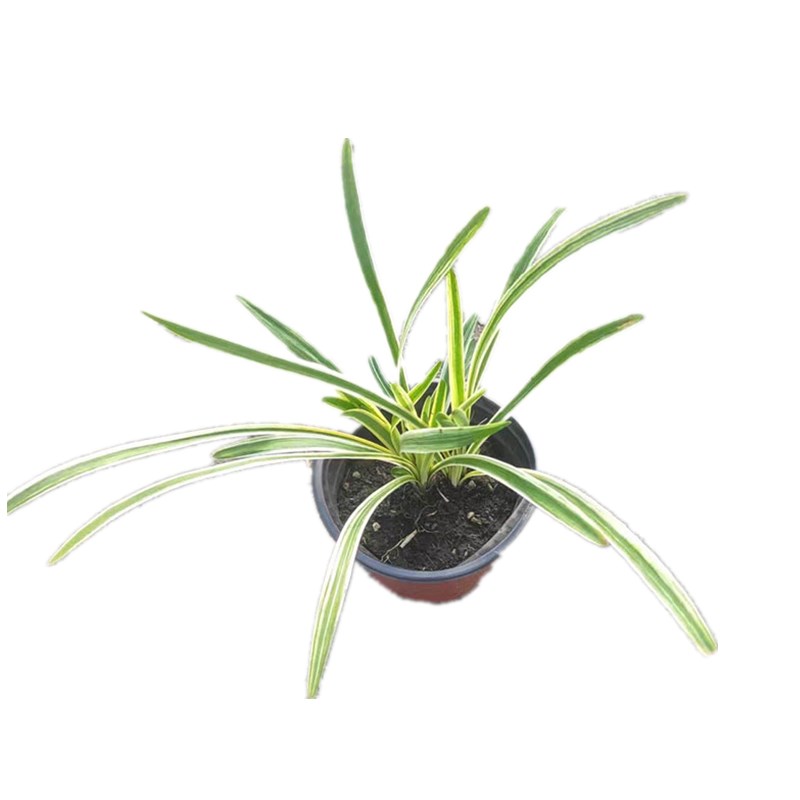 庭院观赏草花镜植物金叶石菖蒲箱根草麦冬墨西哥羽毛草粉黛乱子草