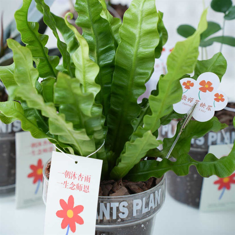 教师节创意礼物黑金刚吉利红植物盆栽室内绿植送老师花束代写贺卡
