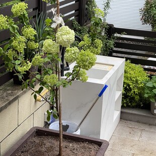 庭院别墅木本绣球花苗中华斗绣球树苗盆栽地栽植物楼顶阳巨型绣球