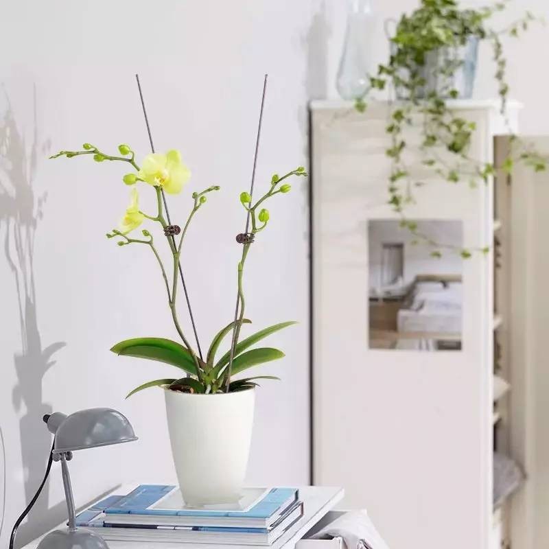 蝴蝶兰支架支撑杆造型架子园艺花卉花枝夹子蔓藤爬藤植物固定夹子
