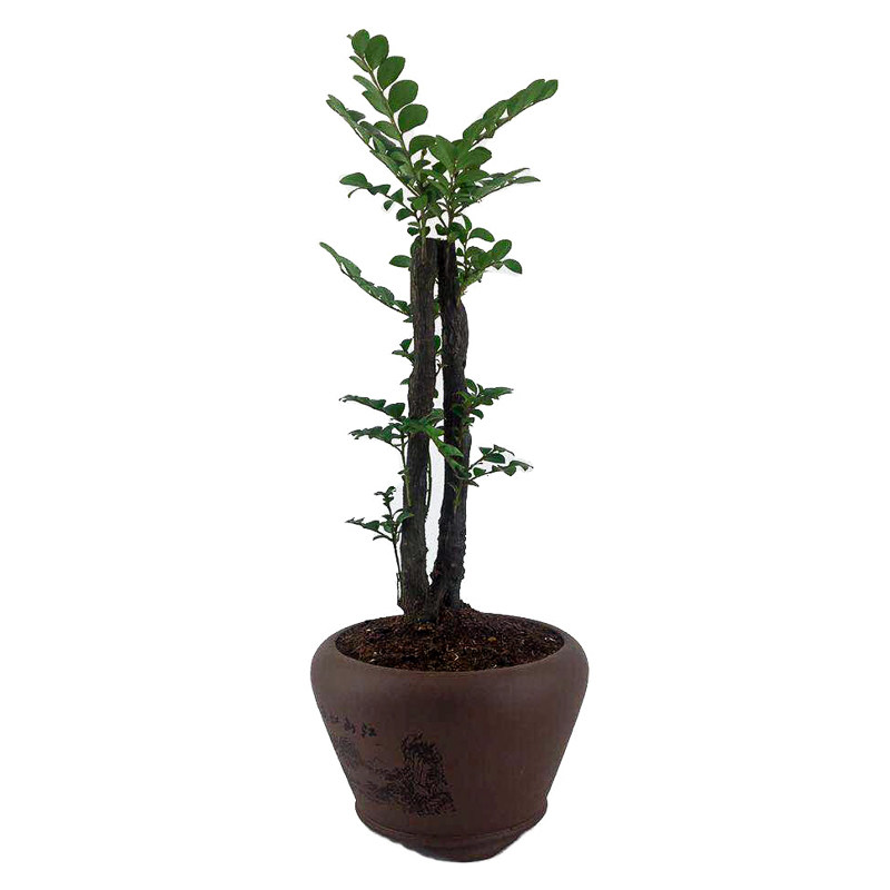 小叶紫檀盆景榆树榕树植物盆栽树桩客厅办公室内花卉绿植观叶植物