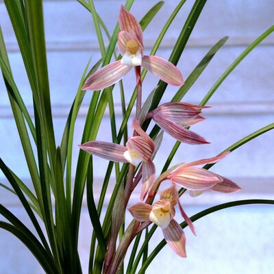 人面桃花 兰花云南莲瓣兰红花素心名品 室内盆栽花卉桌面绿植盆景