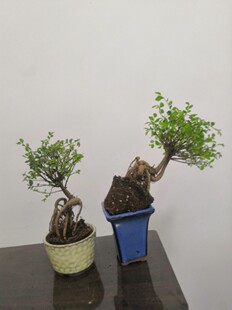 榆树古怪造型盆景盆栽树桩小叶榔榆熟盆露根微型树桩办公桌面室内