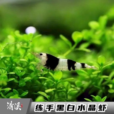 练手黑白水晶虾观赏冷热带淡水虾子大小成年繁殖鱼缸虾鲜活宠物邮