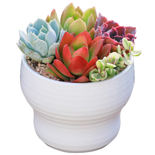 室内盆栽植物不需要阳光喜阴客厅绿植好养活办公桌上装饰摆件多肉