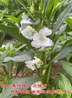 白色凤仙花 新鲜指甲花 小桃红干花瓣花粉染发染甲凤仙透骨草包邮