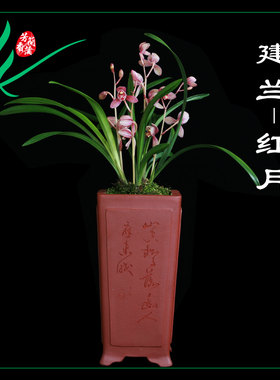 荷瓣兰花建兰四季红月浓香花卉景栽盆土绿植带草植物花苞兰名贵苗