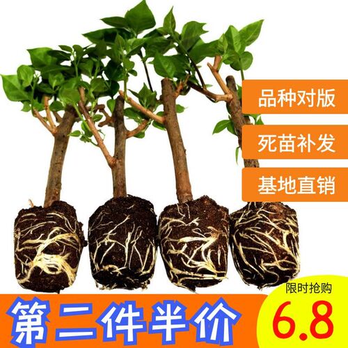 勤花三角梅树苗老桩耐寒爬藤植物重瓣四季K开花盆栽庭院观花卉阳