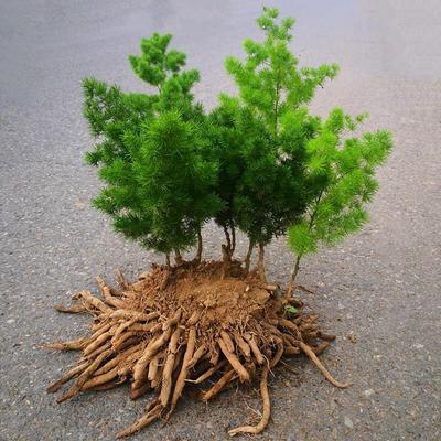 蓬莱松盆栽植g物绣球松水大苗办公室内花卉生肖猴好养老桩盆景