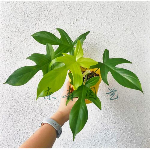 飞机蔓绿绒 佛罗里达 盆栽室内多年生绿植可爬藤攀附常绿观叶植物