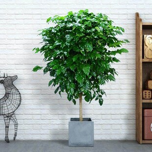 幸福树丛生独杆i盆栽客厅家大绿植室内办公室绿宝开业乔迁新家开