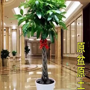 大发财树室内外花l卉盆景植物盆栽大招财树摇钱树花苗客厅大型绿