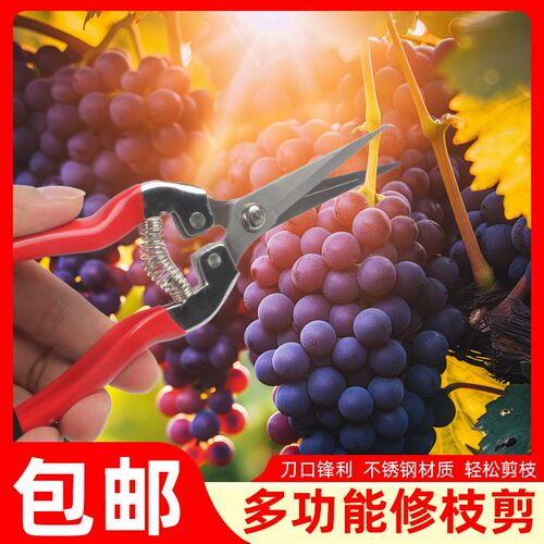 葡萄专用剪果园树修枝剪多功能剪花店花枝剪轻松去枝采果剪锁扣剪