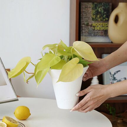 植物私生活 柠檬汁蔓绿绒 心型金色叶子小众美感桌面垂吊爬藤植物
