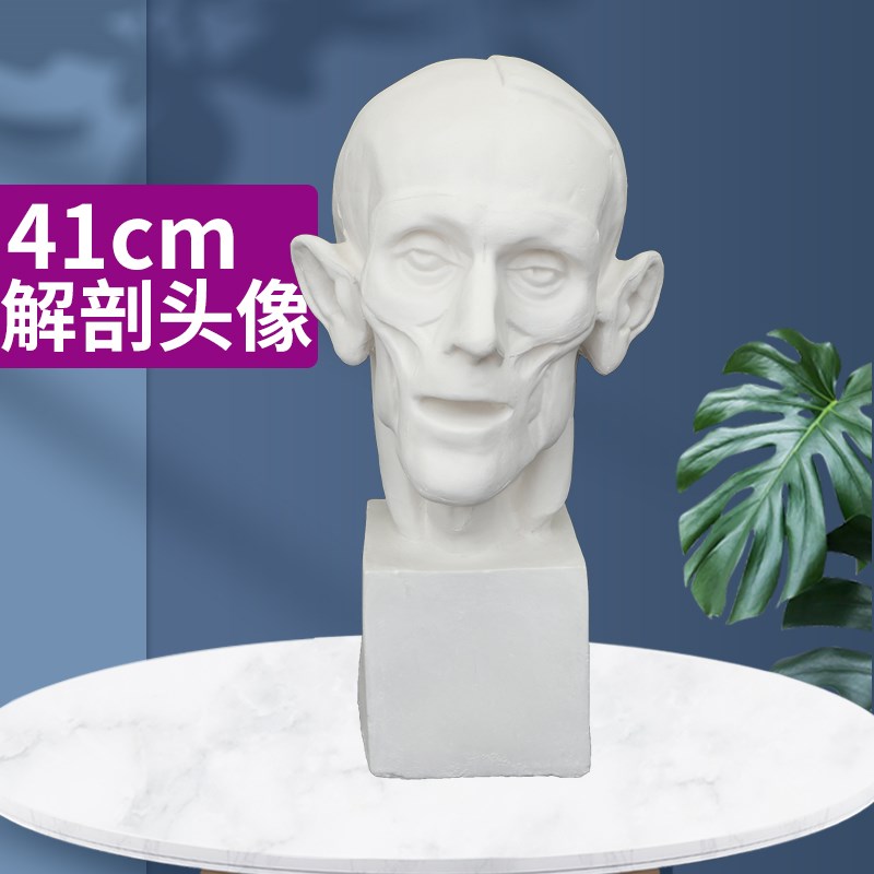 解剖头像一石膏像肌肉石膏美术石膏几何体石膏像雕塑教具素描写生