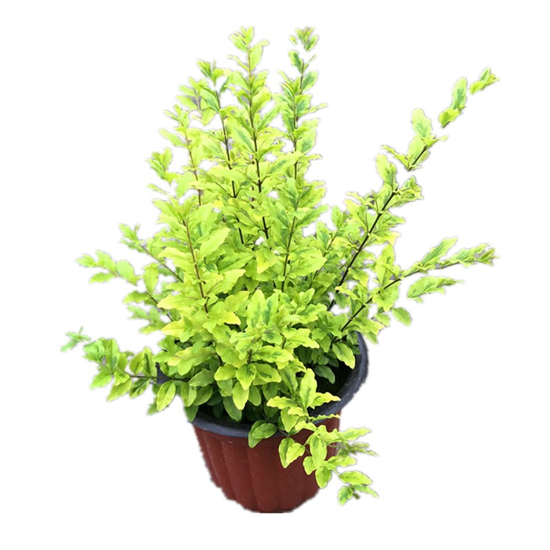 金叶女贞球造型盆栽亮金女贞庭院花镜植物耐热耐晒多年生木本绿植