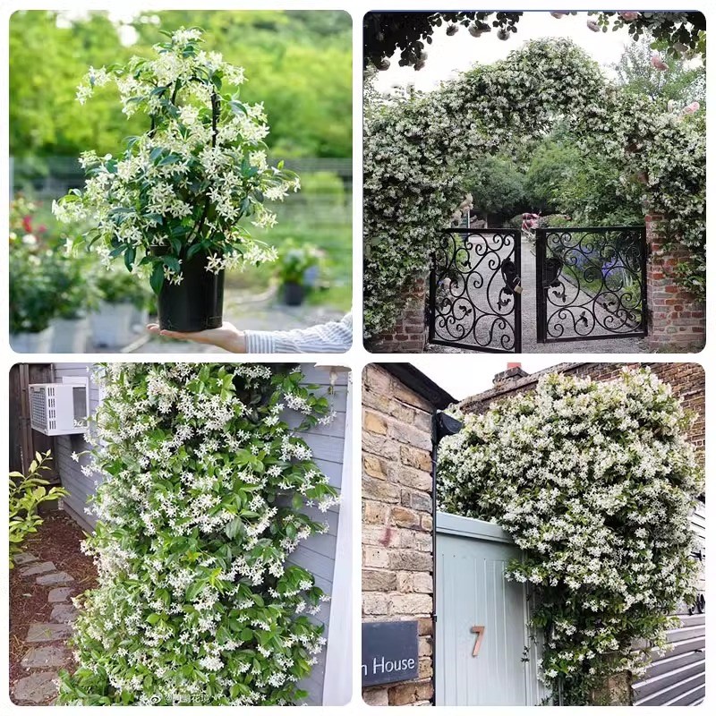 风车茉莉爬藤植物四季开花苗室内阳台花卉盆栽常青绿植垂丝络石藤