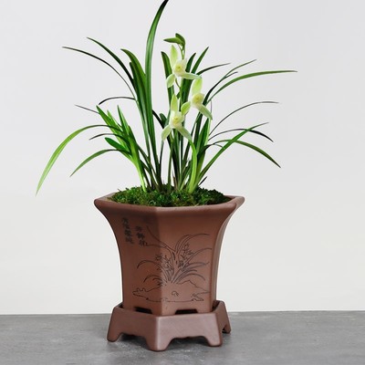 精品紫砂兰花盆君子兰带托盘兰草盆景陶瓷盆栽室内客厅兰花专用盆