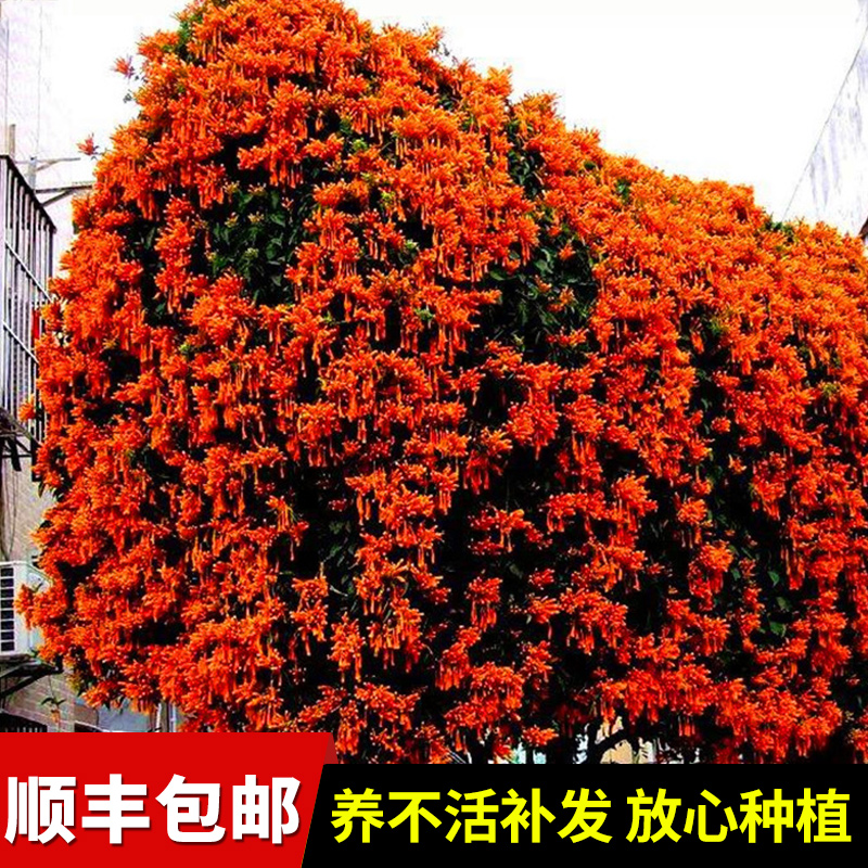 凌霄花树苗四季开花卉绿植盆栽庭院阳台爬藤植物炮仗花特大苗耐寒