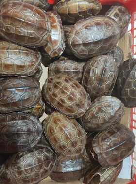 乌龟壳真甲壳天然完整文玩龟甲摇卦卦富甲把件金线龟壳适合女生