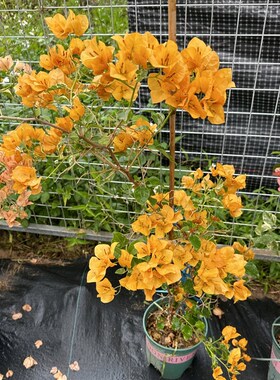 【黄色幻想】三角梅勤花品种 黄色系高级品种 叶子带斑叶四季勤花