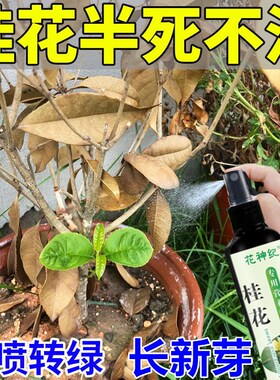 桂花树肥料专用肥黄叶p干焦尖枯叶病掉叶四季开花桂花树专用营养