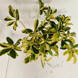 七叶莲花叶鸭脚木k室内阳台办公室网红盆栽绿植净化空气超划算