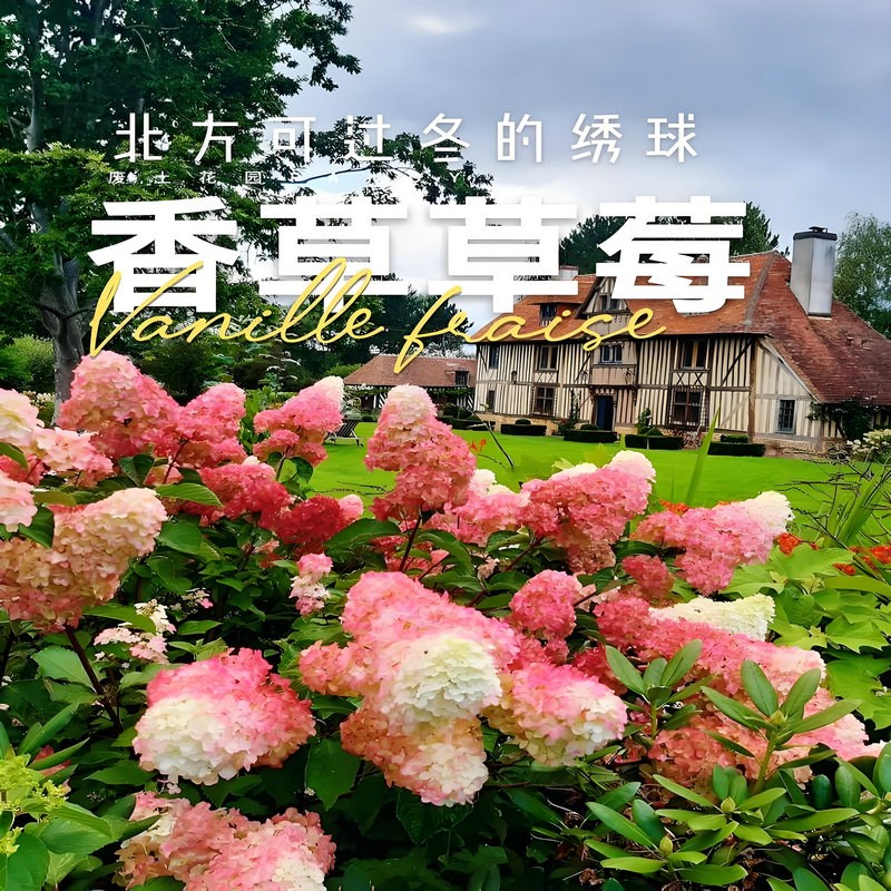 圆锥绣球苗石g灰灯香草草莓木本绣球耐热耐晒花卉盆栽阳台庭院植