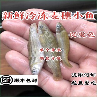 麦穗鱼冷冻喂鱼山根鱼中丁鱼饲料鱼冻食冷冻鱼食泥鳅段冻虾新鲜