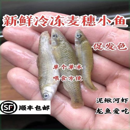 麦穗鱼冷冻喂鱼山根鱼中丁鱼饲料鱼冻食冷冻鱼食泥鳅段冻虾新鲜