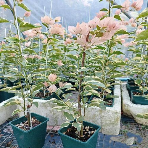 马斯佩拉克三角梅原生嫁接老桩三角梅四季开花S阳台庭院爬藤勤花