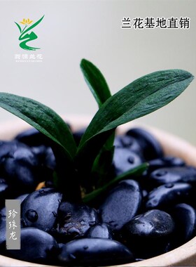 翁源兰花苗高端墨兰矮种珍珠龙奇叶开花浓香好养室内绿植花卉盆