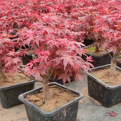 日本红枫盆景红舞姬盆栽老桩四季F红枫树苗带叶子室内阳r