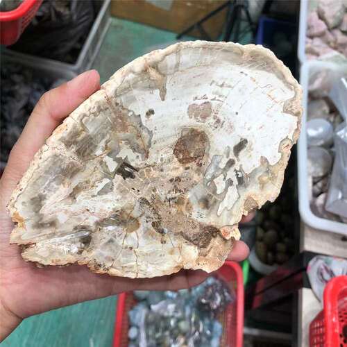 厂家 天然原石木化石切片生物化石家居办公摆件水晶工艺品