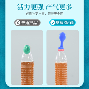 华畜菌水产养殖用 益生菌乳酸菌浓缩粉鱼苗芽孢杆菌生物原液