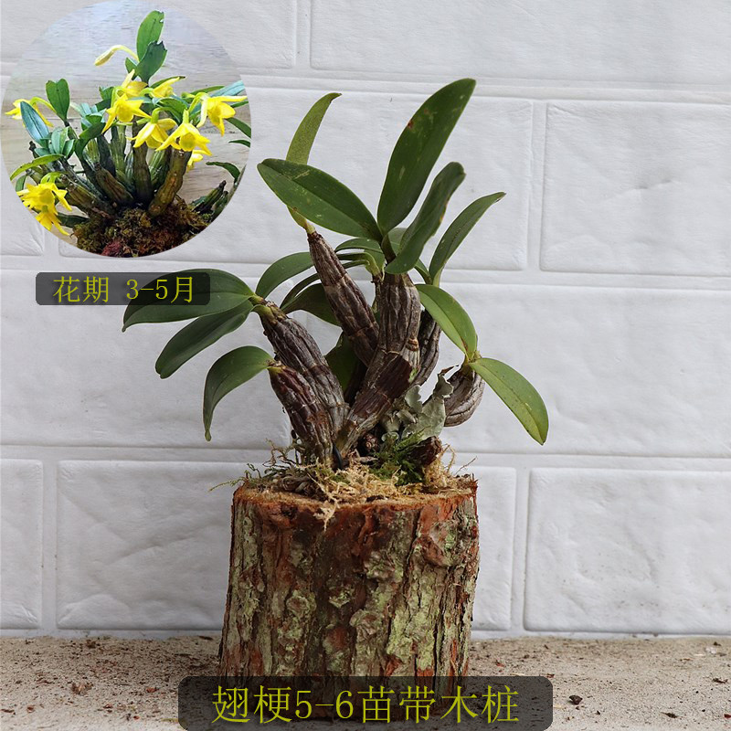 精选石斛枫斗 带木桩栽 铁皮石斛蜂腰石斛稀有石斛名贵石斛栽