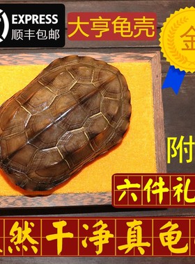 天然完整真乌龟壳文玩盘玩龟甲家居客厅送车挂礼品一