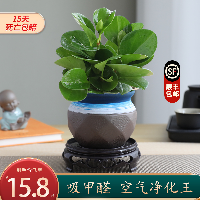 碧玉绿盆栽多肉植物豆瓣水培花卉植物室内客厅桌面绿植去吸除甲醛