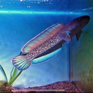 雷龙鱼单品蓝宝石雷龙苗巴卡二型鬼王雷龙苗快速发货包邮包损售后