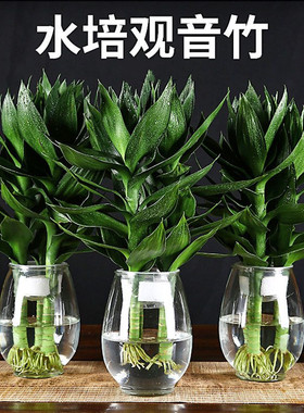 观音竹室内水养植四季常青富贵竹植物水培客厅绿
