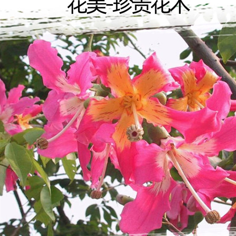 美丽异木棉树苗美人树大腹木棉苗木棉花酒瓶状庭院小区行道风景树